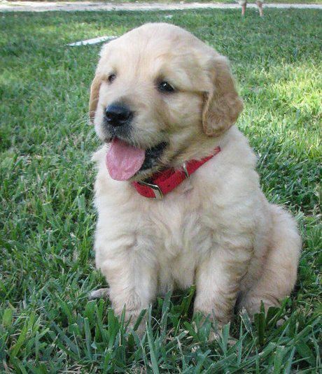 Golden retriever puppies