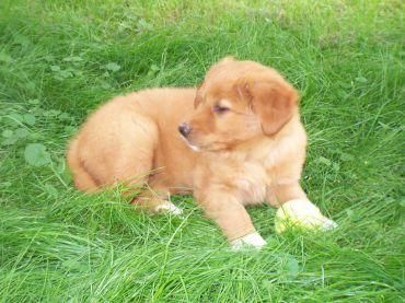 Golden retreiver puppies for sale
