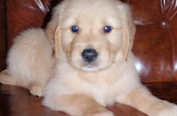 Golden Retriever Puppies Males & Females