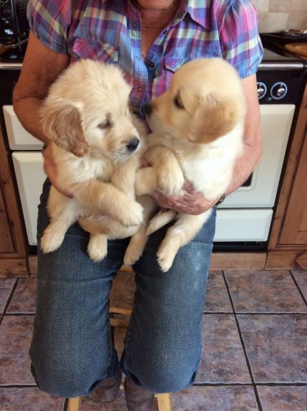 Male And Female Golden Retriever Puppies Available