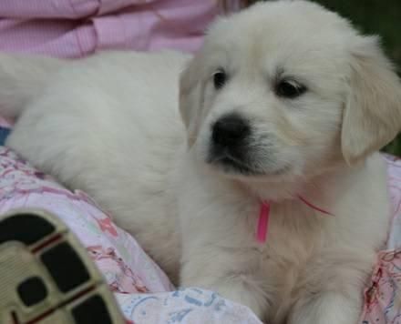 Beautiful Female Golden Retriever Pup