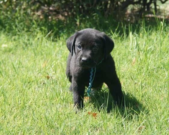 Cute Lovely Golden Retriever