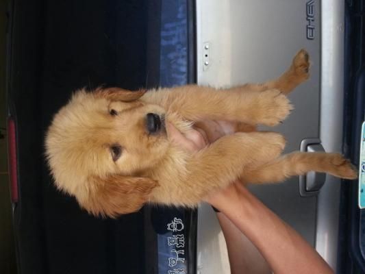 shots. golden retrieval puppy