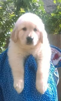 AKC Champion Bloodlines Golden Retriever