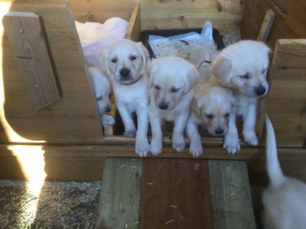 Golden Retreiver Puppies 1/4 Collie