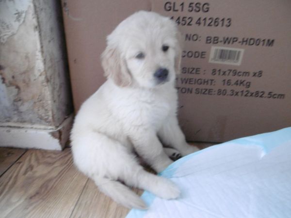 Beautiful Golden Retriever Puppies Kc Registered