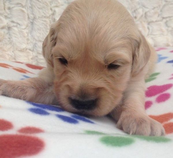 Beautiful Golden Retriever Puppies