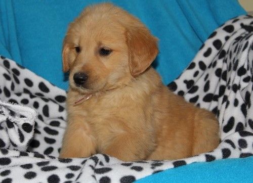 gorgeous Golden Retriever puppies