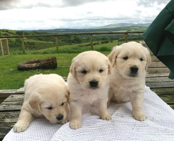 Kc. Golden Retriever Puppies For Sale (***) ***-***0