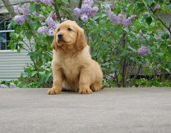 Golden Retriever Puppies