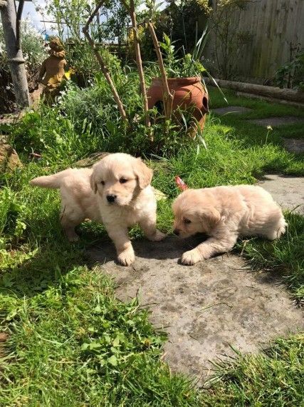 retriever puppies