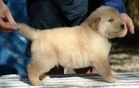 cute male and female Golden Retriever puppies for adoption...