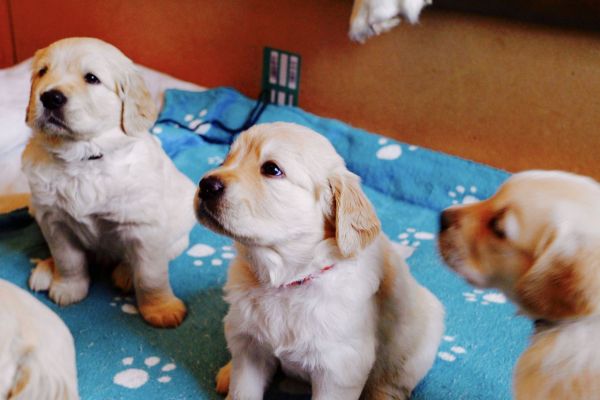 Golden Retriever Puppies