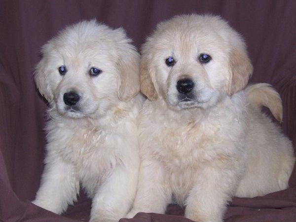 Kc Registered Chunky Golden Retrievers