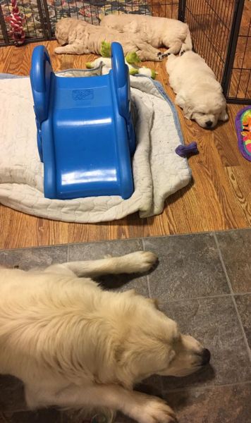 Beloved Golden Retriever puppies for adoption