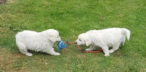 Amazing Golden Retriever Puppies
