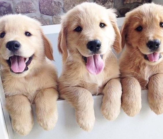 XMAS gift purebred golden retriever pup's.