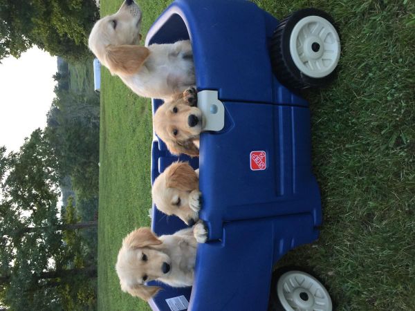Adorable AKC Golden Retriever puppies