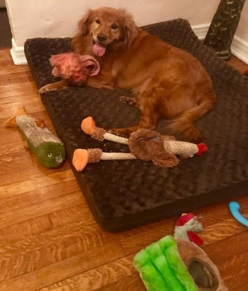 Beautiful and loving puppy