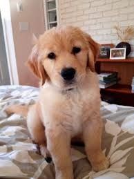 Fit, Healthy And Happy Little Pups