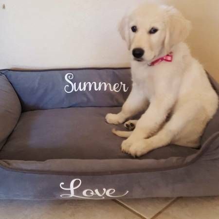 Purebred Golden Retriever Puppies For Adoption