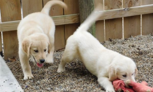 Very Intelligent Golden Retriever puppies