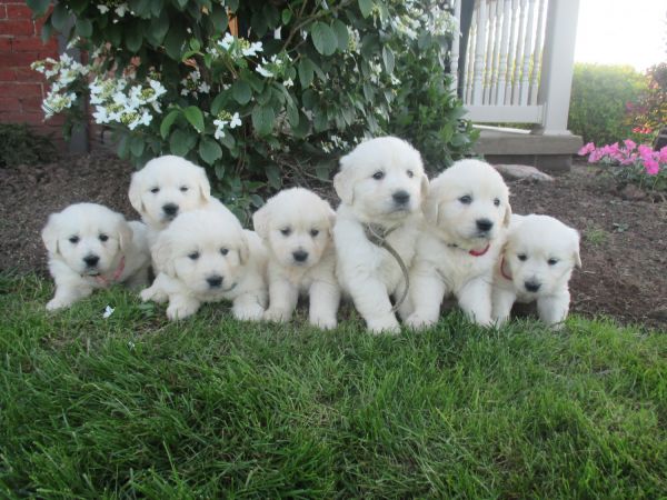 English Cream Golden Retriever Puppies
