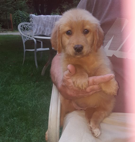 Golden Retriever Puppies