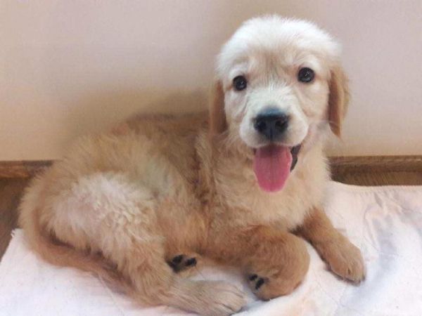 AKC Golden Retriever - Champion Bloodlines