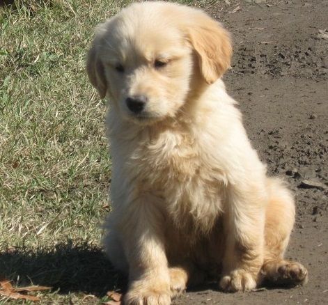 Beautiful Golden retriever Puppies For Sale text (***) ***-***2