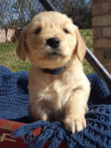 Beautiful Golden Retriever Puppies