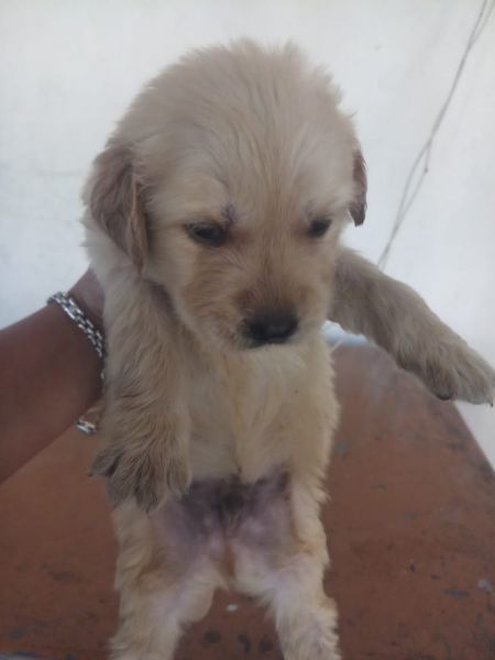 Golden retriever puppy