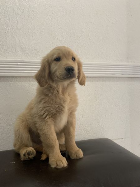 Golden retriever puppy for sale