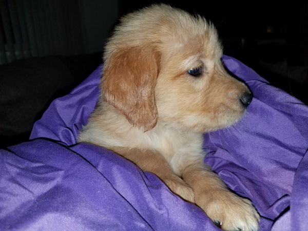 Golden retriever pups