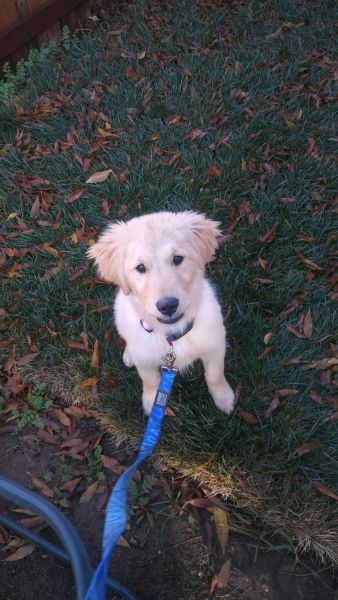Golden Retriever Puppy 4 months old