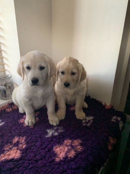 ANIKA - GOLDEN RETRIEVER PUPPY FOR SALE