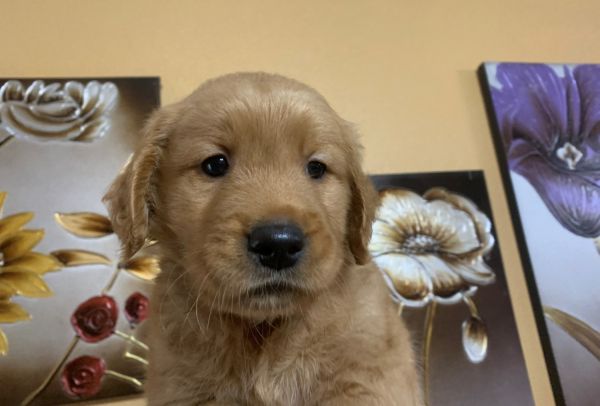 AKC GOLDEN RETIEVER PUPPIES