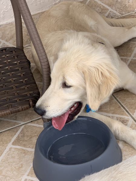 5 month old for sale