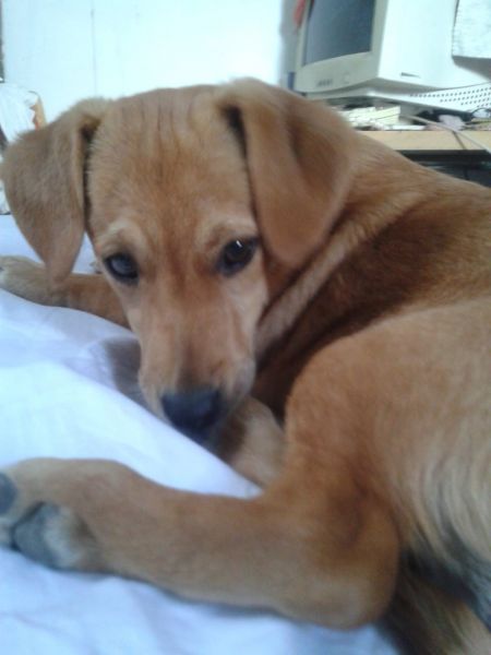 Golden Retriever Puppies