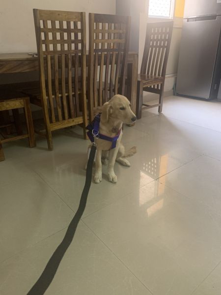 4 month Golden retiever