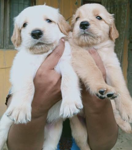 Pure Golden retriever puppies available