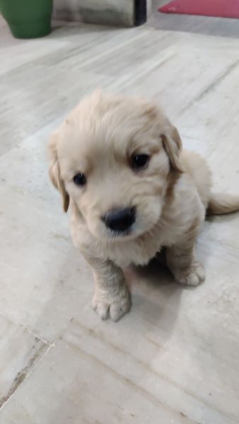 Golden retriever puppy 40-45 days old