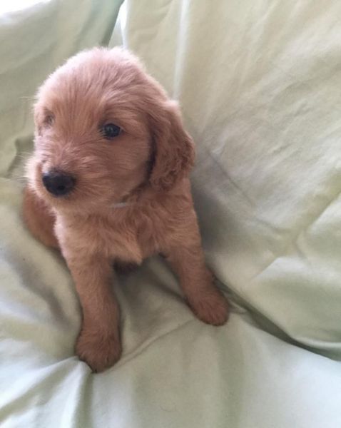 diligent Goldendoodle Puppies