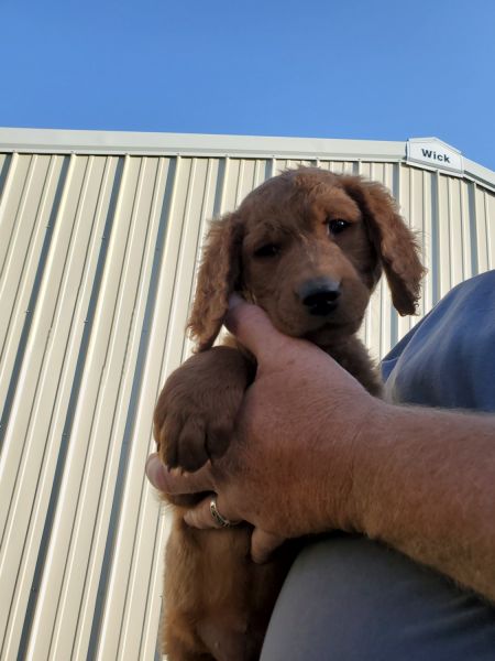 Loving Goldendoodles Puppies
