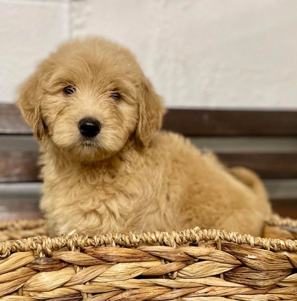 F1b Mini Goldendoodles