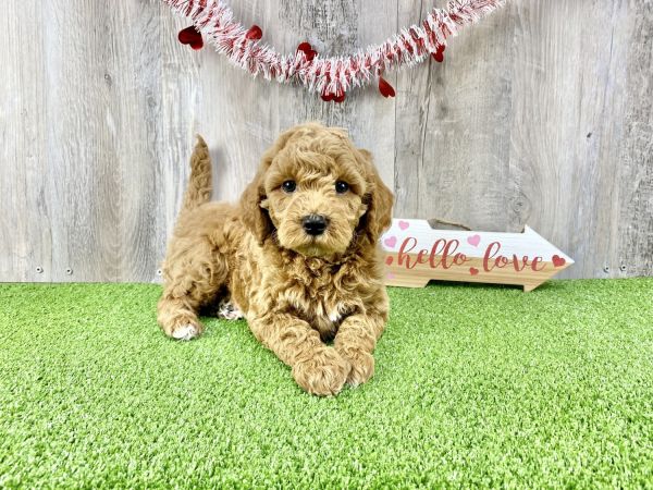 Mini Goldendoodle F1B. Male. Asher