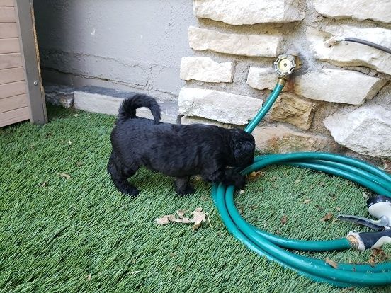 Goldendoodle Puppy (Star)