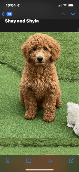 F1B mini golden doodle
