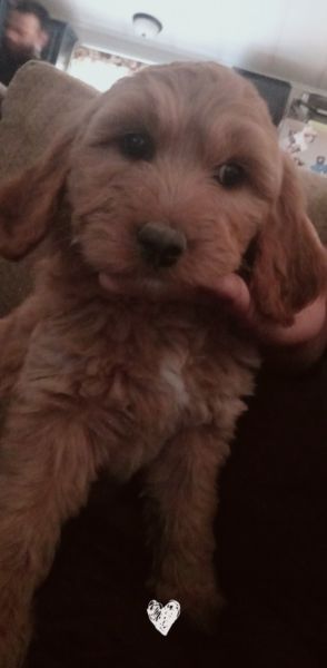 F2b goldendoodle