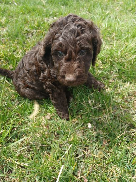 Goldendoodle puppies